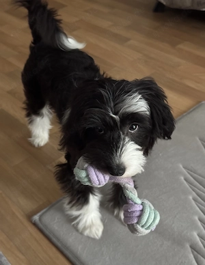 Chinese Crested Rüde 