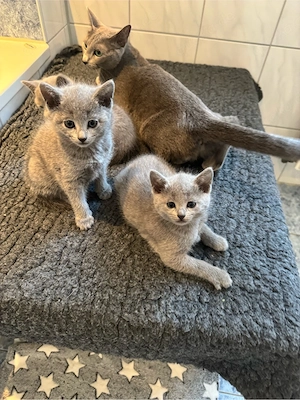 Russische blau kitten
