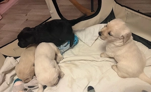 golden retriever welpen ab 20.6 