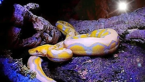 Netzpython (1,0 ,ca 4m) Bild 2