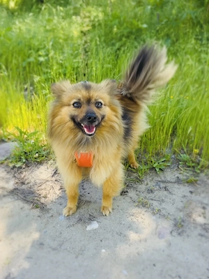 Raya ein Zwergspitz Mix Mädchen 