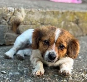 Niedliche kleine Elfy liebt die Menschen