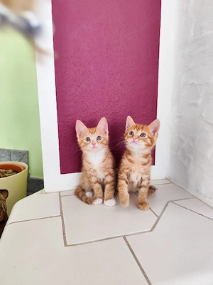 Babykatze Kitten Katzen