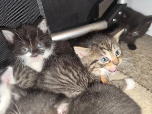 Katzen Kitten 