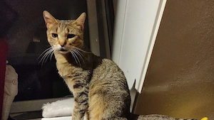 Handicap Katze Bella 