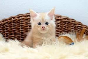 Wir haben neue Babys! In der Stadt