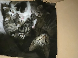 Katzenbabys