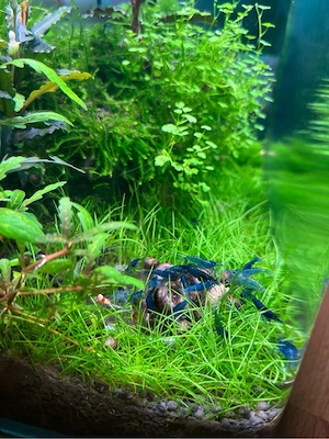 Blue dream garnelen 