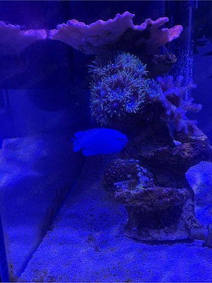 Blauer Riffbarsch 