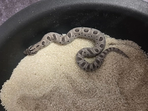  Axantic conda  het Albino pos het Toffe 