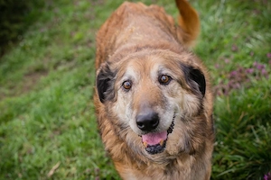 *MICK* Der Senior genießt sein neues Leben. Er ist momentan noch etwas zurückhaltend Bild 3