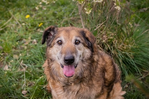 *MICK* Der Senior genießt sein neues Leben. Er ist momentan noch etwas zurückhaltend