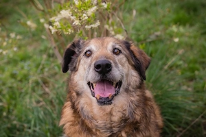 *MICK* Der Senior genießt sein neues Leben. Er ist momentan noch etwas zurückhaltend Bild 7