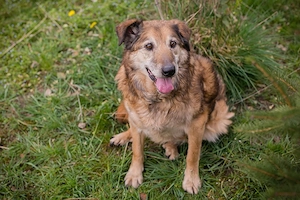 *MICK* Der Senior genießt sein neues Leben. Er ist momentan noch etwas zurückhaltend Bild 5