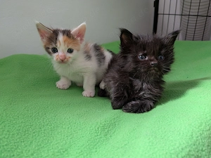 Bkh Maine Coon Mix Kitten 