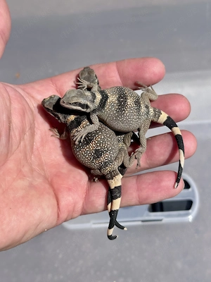 Sauromalus ater  Red Back  Chuckwalla 
