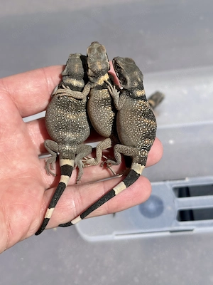 Sauromalus ater  Red Back  Chuckwalla  Bild 2