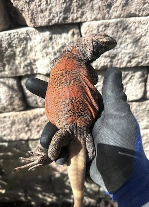 Sauromalus ater  Red Back  Chuckwalla  Bild 3