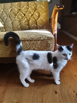 Katze Mimmie