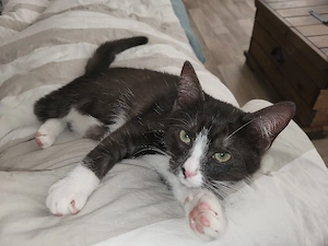 Hauskatze 