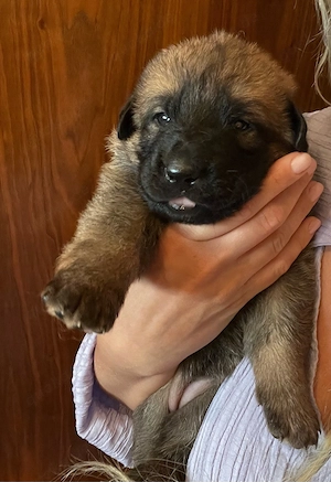 Malinois x Deutsche Schäferhund Welpen