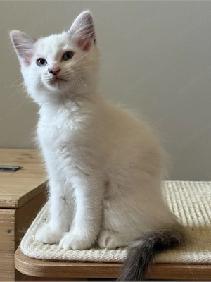 Ragdoll Kitten nur noch 1 Kater 
