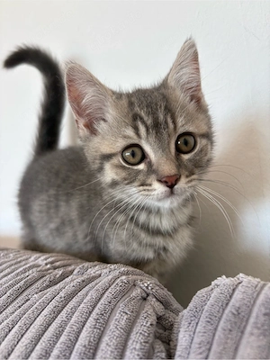 Geschwister Katzenpäärchen 