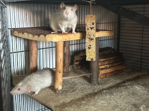 ratten babys