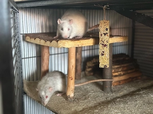 ratten babys