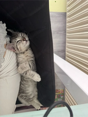 Kitten baby 