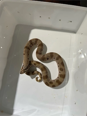 Hakennasennatter 1.0 Classic Conda het Axanthic, Sable, Toffee 