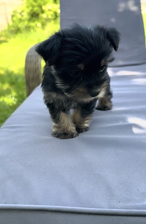 Yorkshire-Terrier Welpen 