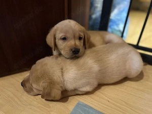 Reinrassige Labradorwelpen von Privatbesitzer abzugeben