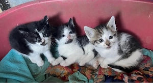 Babykatzen