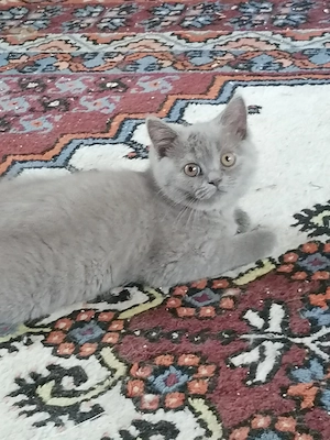 BHK Kitten Bild 5