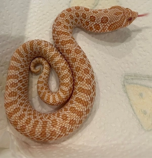 Hakennasennatter 0.1 Albino 