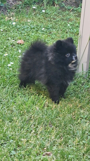 Reinrassige Pomeranian zwergspitz 
