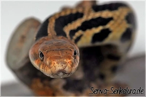 Adultes Zuchtpaar Fuchsnattern   Pantherophis vulpinus