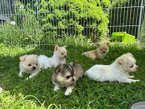 Pomchi Welpen 