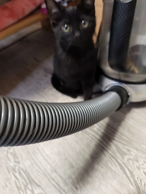 Kleines Mädchen sucht ein liebevolles zu Hause