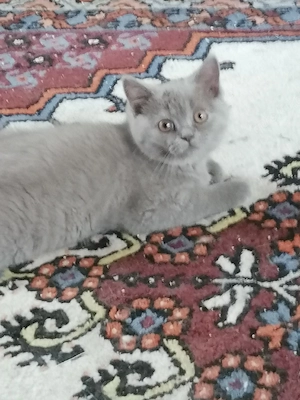 BHK kitten zu verkaufen 