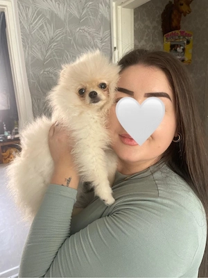 suche züchter des hundes 