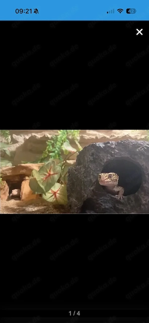 Geckos mit terrarium abzugeben 