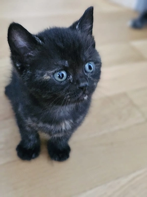 BKH Kitten zu verkaufen 