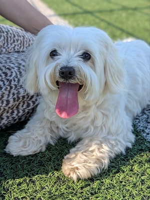 maltese mädchen, 5 jahre alt 