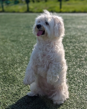 maltese mädchen, 5 jahre alt 