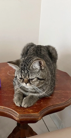 ein 3.5 Jahrige Kater