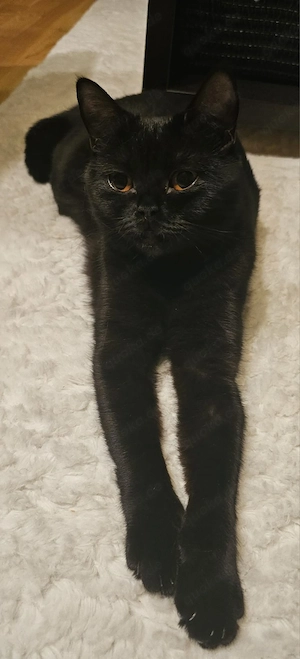 BKH Kitten mit 13 Wochen zu verkaufen 