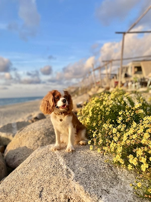 Wurfankündigung! Cavalier King Charles Welpen