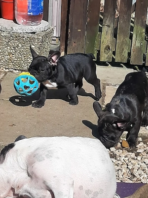 Französische Bulldoggen bald abzugeben 